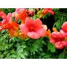 Campsis radicans - 10 graines