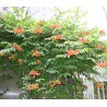 Campsis radicans - 10 graines