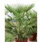 Chamaerops Humilis - 10 graines Chamaerops Humilis - 10 graines