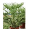 Chamaerops Humilis - 10 graines