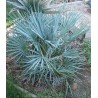 Chamaerops Humilis var. Cerifera - 10 graines