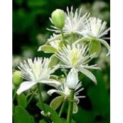 Clematis Vitalba - 10 graines