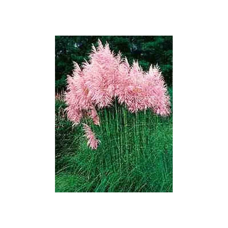 Herbe de la pampa rose - Cortaderia selloana pink