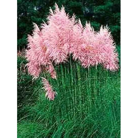 Herbe de la pampa rose - Cortaderia selloana pink