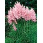 Cortaderia Selloana Pink - 10 graines Cortaderia Selloana Pink - 10 graines