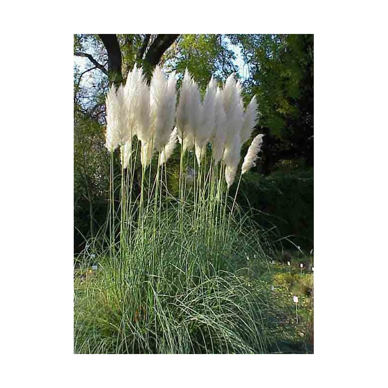 Herbe de la pampa blanc - Cortaderia selloana white