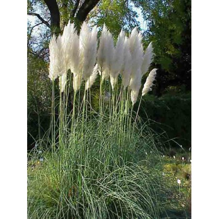 Herbe de la pampa blanc - Cortaderia selloana white