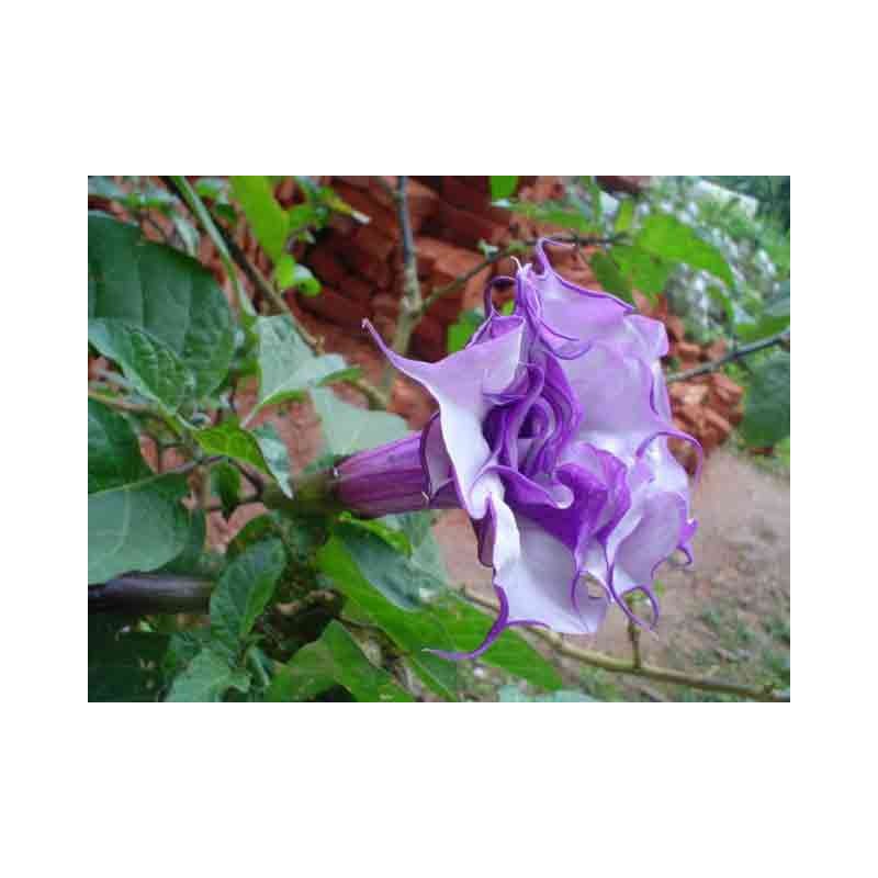 Datura double rouge - Datura duble purple