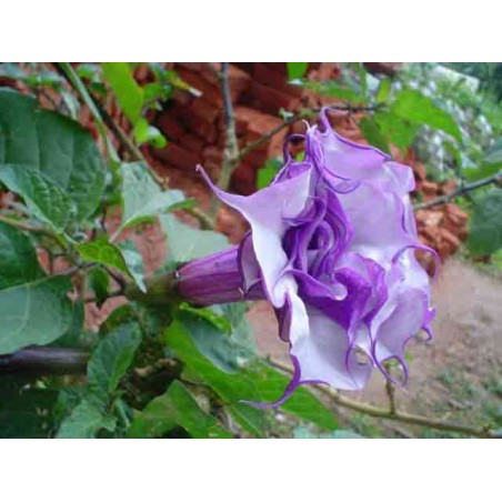 Datura double rouge - Datura duble purple