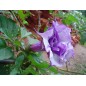 Datura Double Purple - 10 graines Datura Double Purple - 10 graines