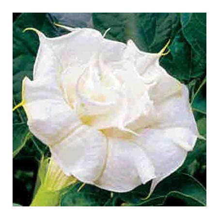 Datura Double White - 10 graines