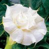 Datura Double White - 10 graines