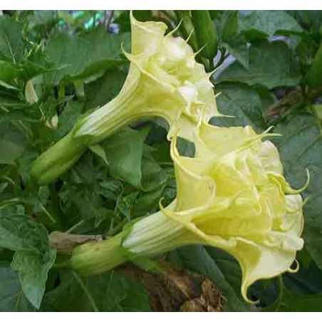 Datura Double Yellow - 10 graines