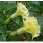Datura Double Yellow - 10 graines Datura Double Yellow - 10 graines