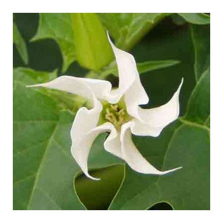 Datura Stramonium - 10 graines