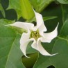 Datura Stramonium - 10 graines