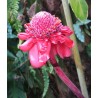 Etlingeria Elatior Pink - 10 graines