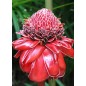Etlingera Elatior Red - 10 graines