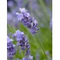 Lavandula Officinalis - 10 graines Lavandula Officinalis - 10 graines