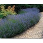 Lavandula Officinalis - 10 graines Lavandula Officinalis - 10 graines
