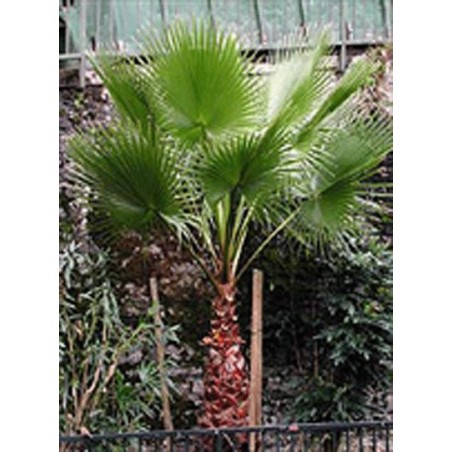 Washingtonia Robusta Sonora - 10 graines