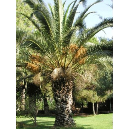 Phoenix Dactylifera - 10 graines