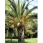 Phoenix Dactylifera - 10 graines Phoenix Dactylifera - 10 graines
