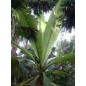 Musa Ensete - 10 graines Musa Ensete - 10 graines