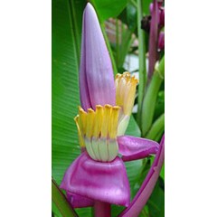 Musa Royal purple - 10 graines