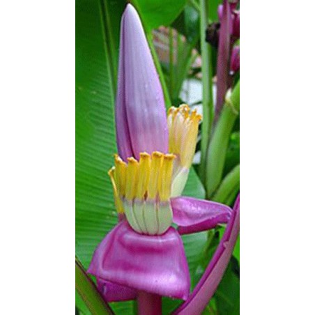 Musa Royal purple - 10 graines