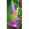 Musa Royal purple - 10 graines