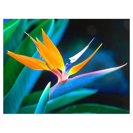 Strelitzia Reginae - 10 graines