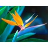 Strelitzia Reginae - 10 graines