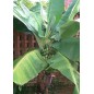 Musa Sp. Helen Hybrid - 10 graines Musa Sp. Helen Hybrid - 10 graines