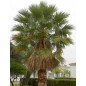 Washingtonia Filifera - 10 graines Washingtonia Filifera - 10 graines