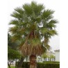 Washingtonia Filifera - 10 graines 