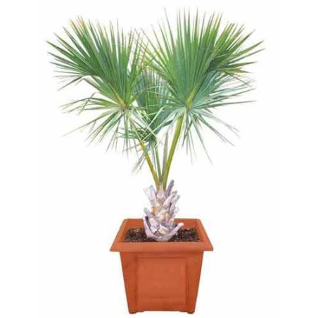 Sabal Palmetto - 10 graines 