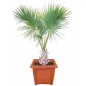 Sabal Palmetto - 10 graines Sabal Palmetto - 10 graines
