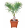 Sabal Palmetto - 10 graines 