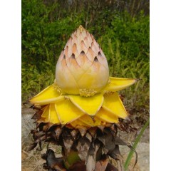 Musella Lasiocarpa - 10 graines