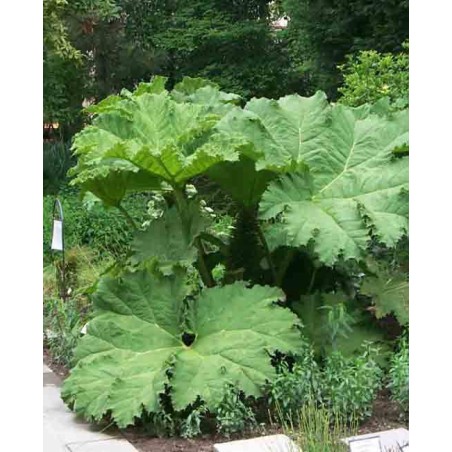 Gunnera Manicata - 10 graines