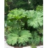 Feuilles de gunnera mannicata