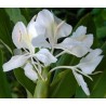 Hedychium coronarium - 10 graines