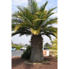 Jubaea Chilensis - 4 graines 