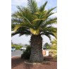 Jubaea Chilensis - 4 graines 