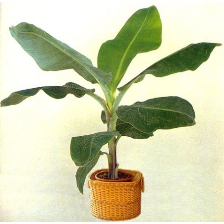 Musa Acuminata - 10 graines