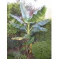 Musa Sikkimensis - 10 graines Musa Sikkimensis - 10 graines