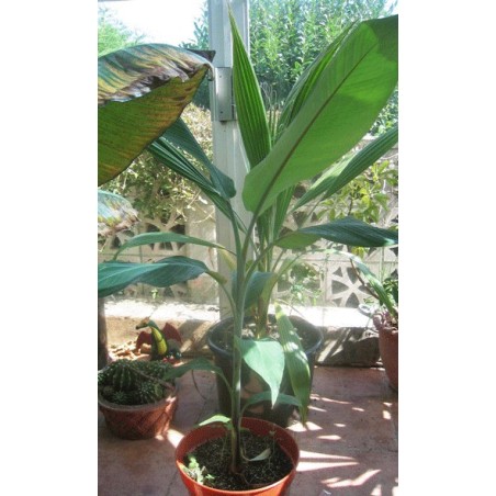 Musa Cheesmanii - 10 graines 