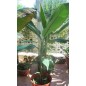Musa Cheesmanii - 10 graines Musa Cheesmanii - 10 graines
