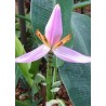 Musa Ornata pink flower - 10 graines